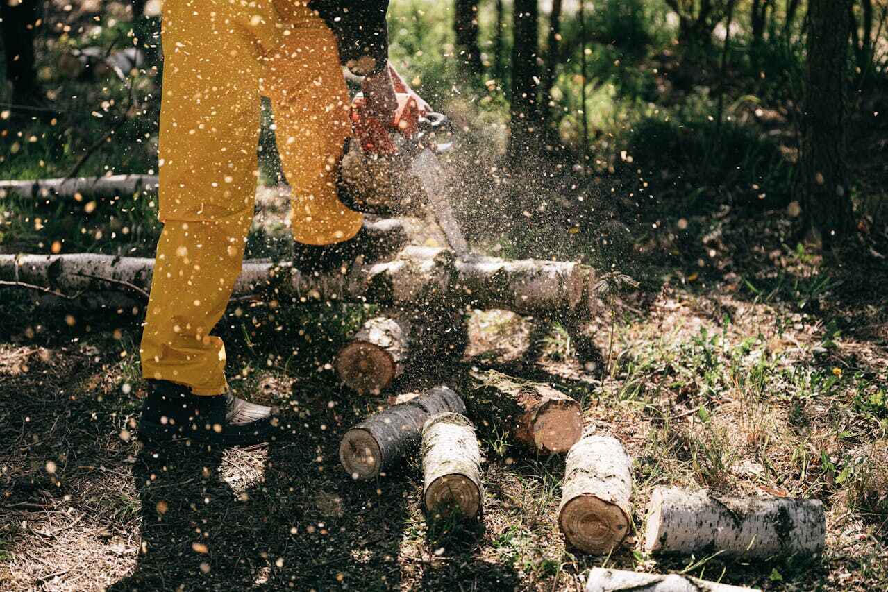 The Steps Involved in Our Tree Care Process in Corrigan, TX